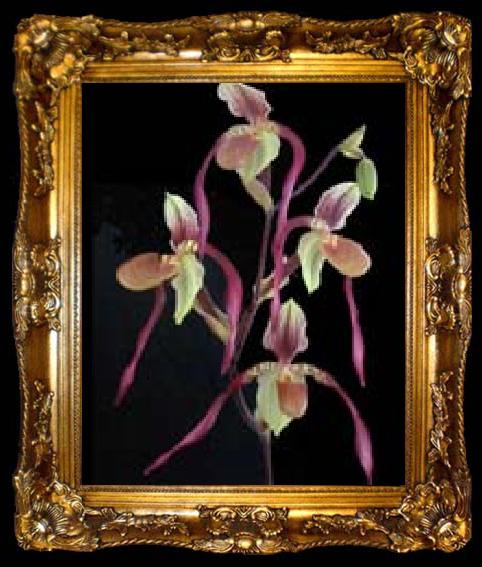 framed  unknow artist Orchis, ta009-2